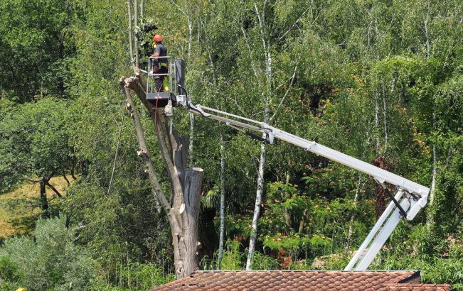 élaguer les arbres