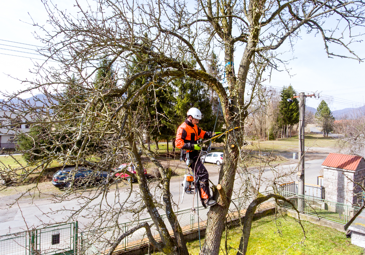 arboriculture