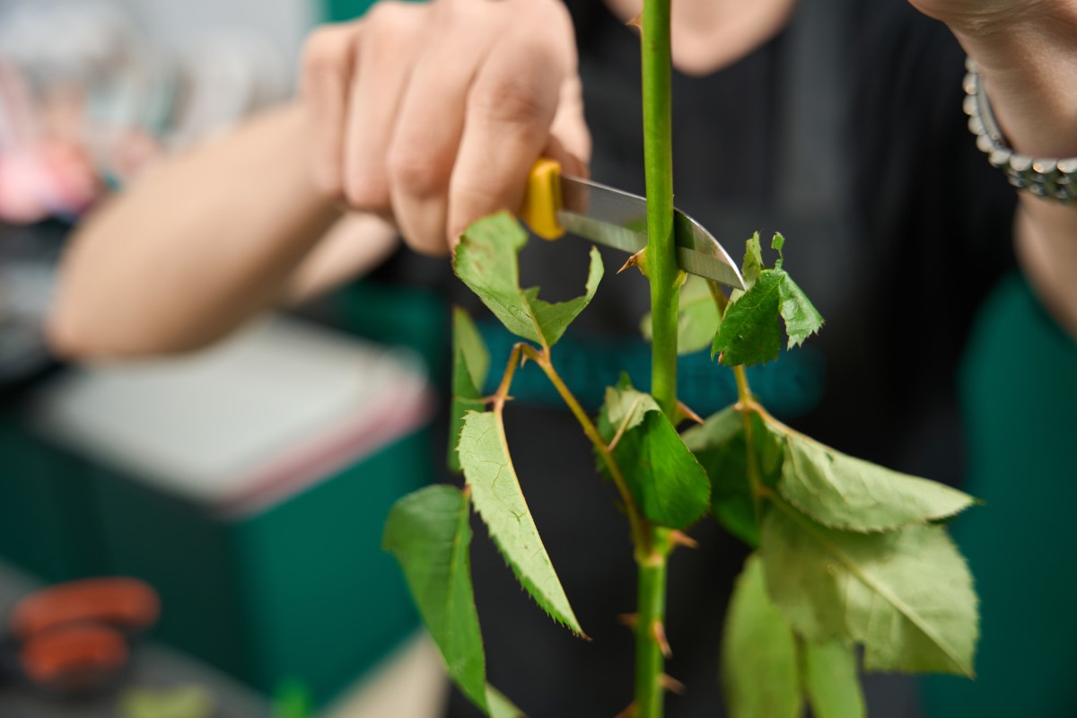 Techniques avancées pour le bouturage spécifique des rosiers anciens