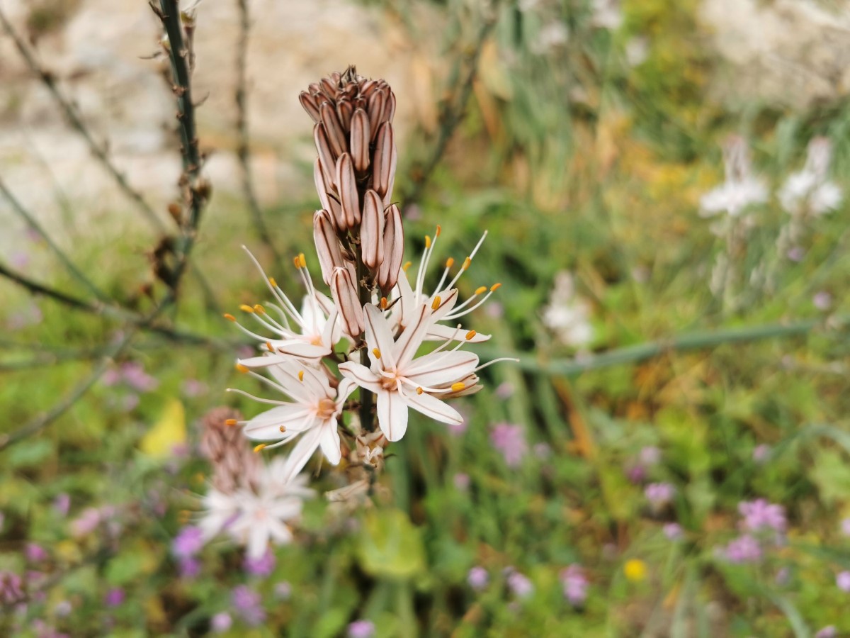 Les appellations des espèces florales les plus insolites et méconnues