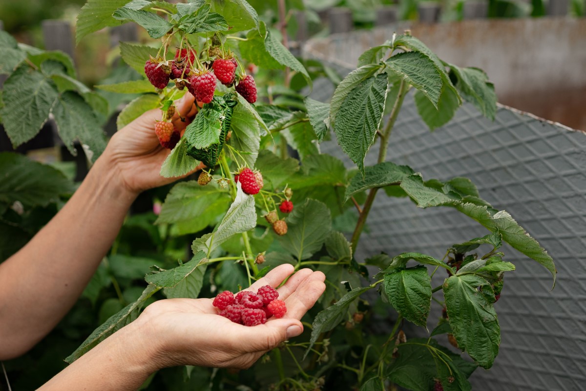 Comment faire des boutures de framboisier sans hormone