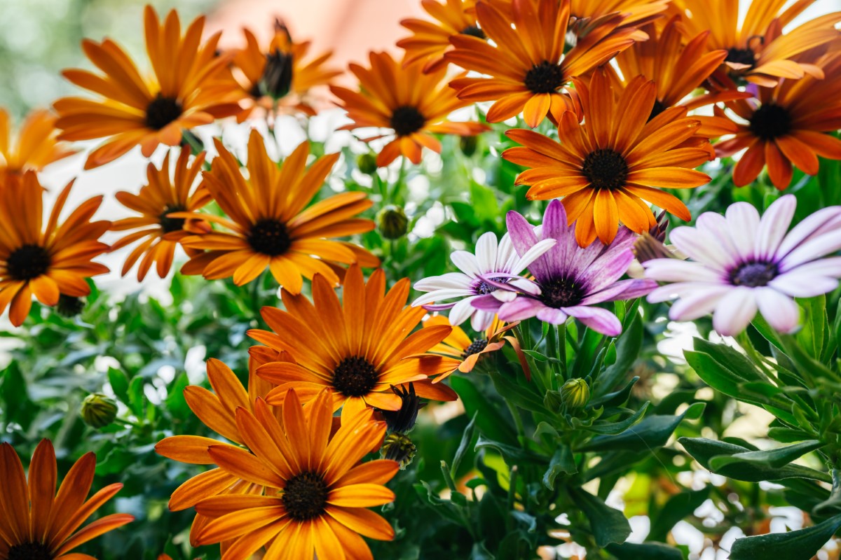 Gazania rigens : cultiver la marguerite du Cap résistante au manque d'eau