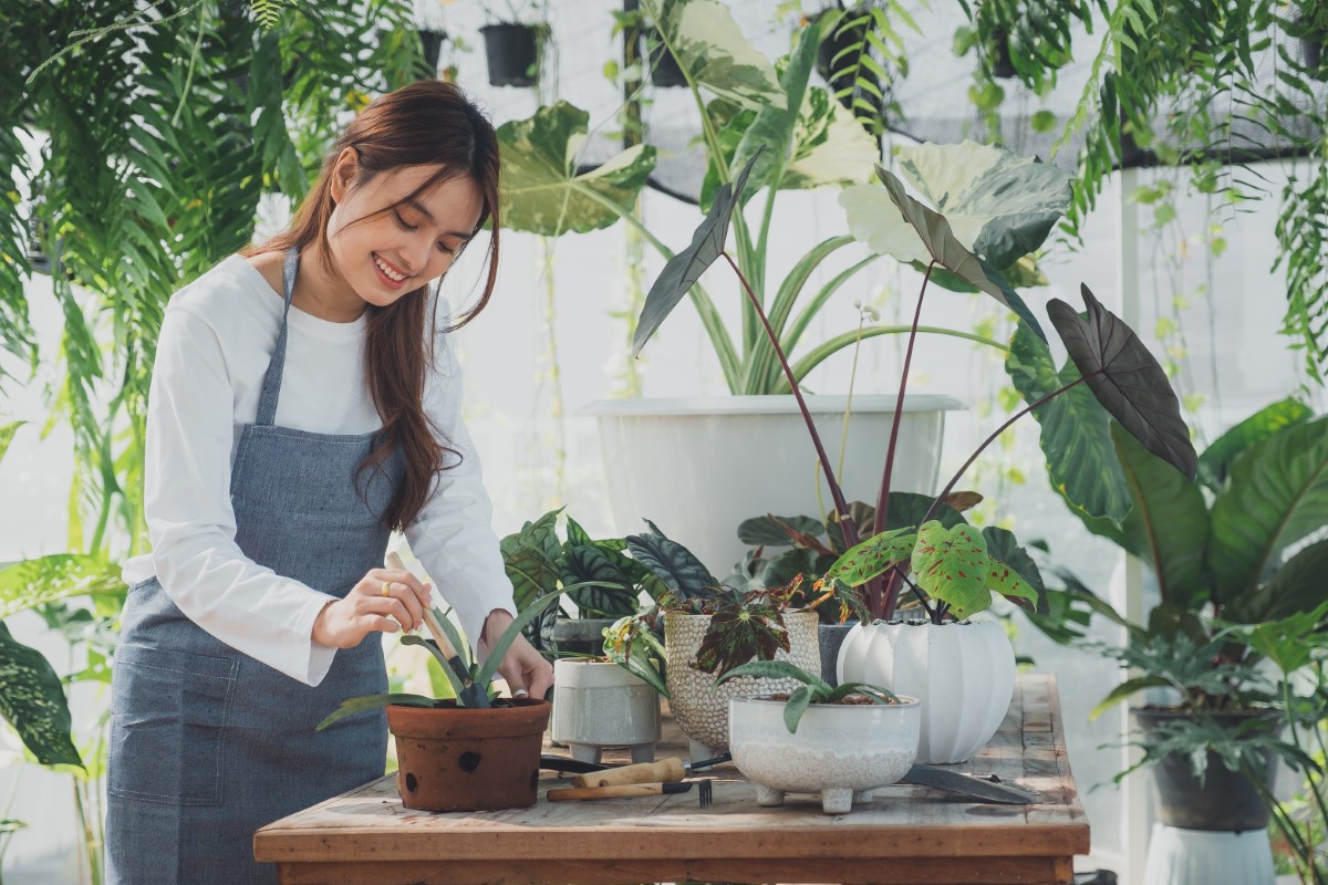 Choix de plantes d'ombre pour jardins ombragés et coins tranquilles