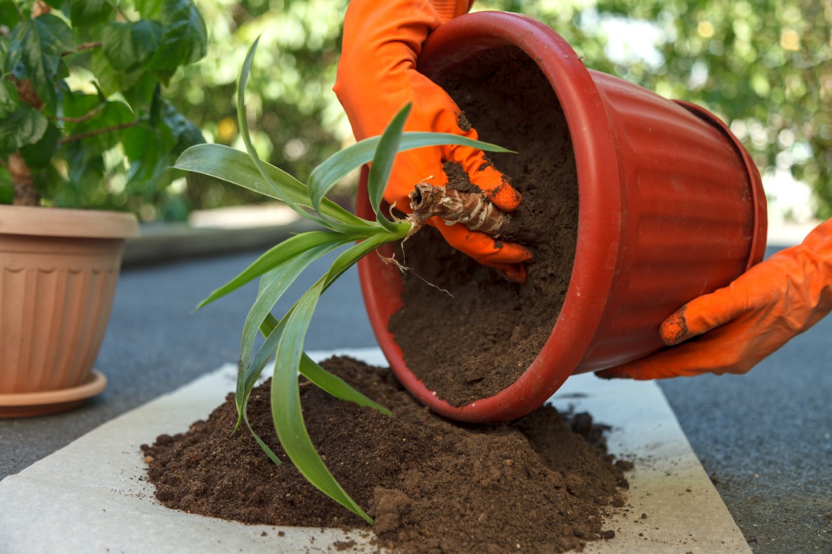 Cultiver des plantes grasses florifères pour un jardin xérophyte attractif