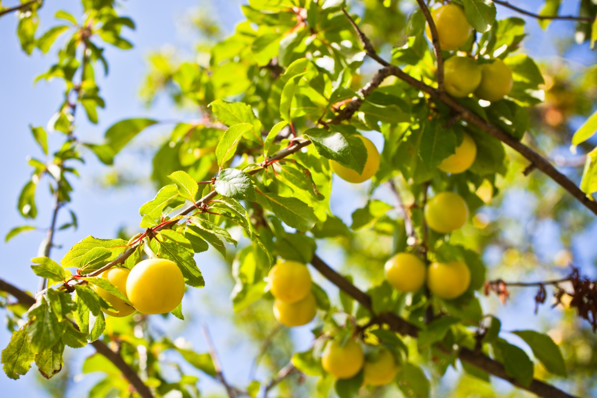 Récolte abondante de mirabelles : cultiver un mirabellier florissant