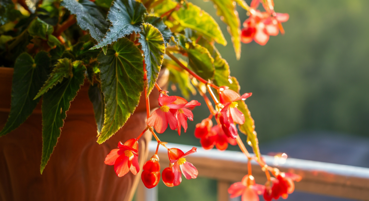 begonias dragon