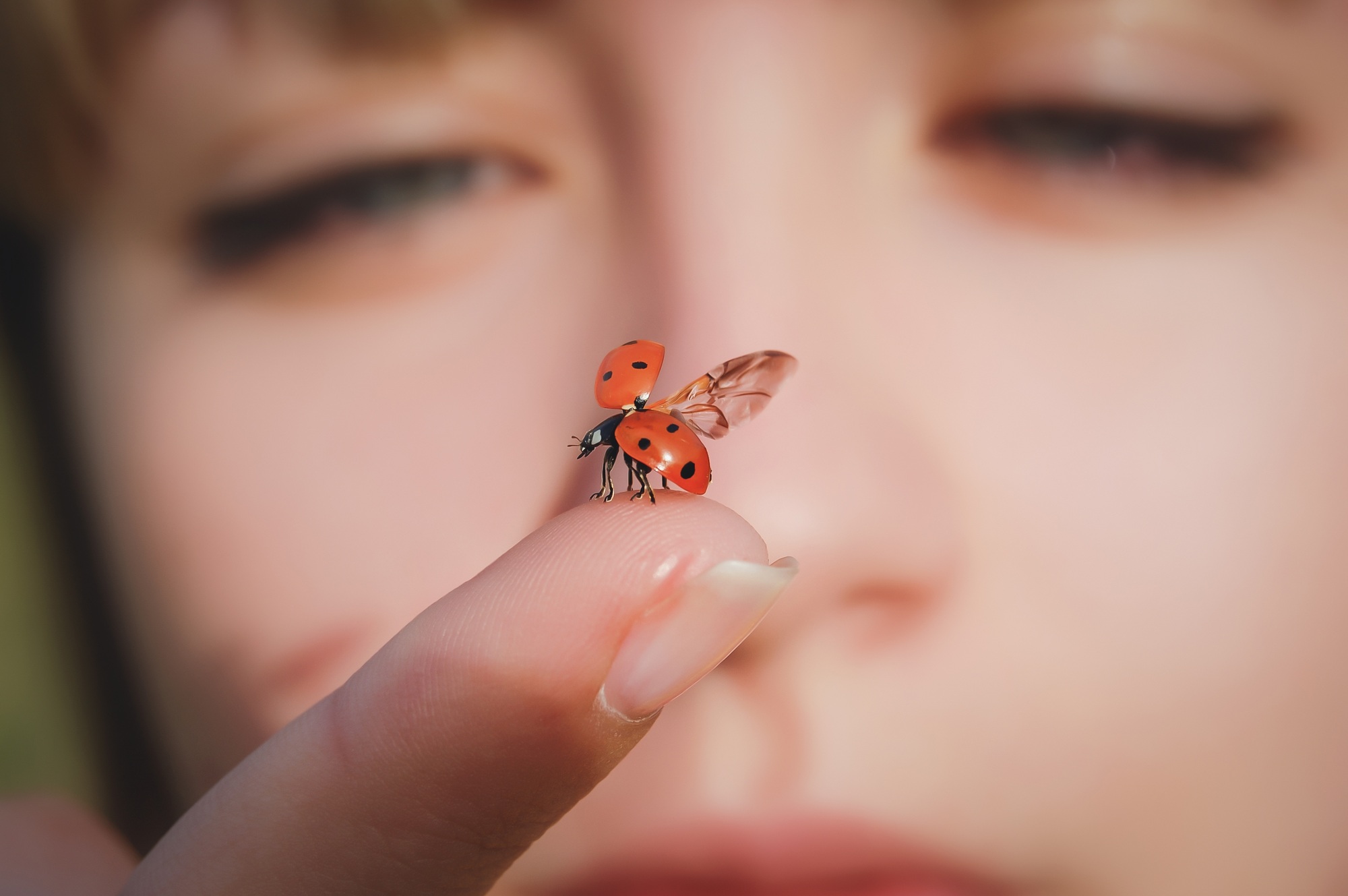 ladybug on a finger close up