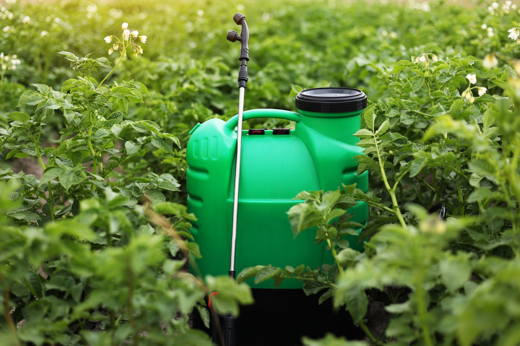 Plastic green backpack container sprayer with liquid of pesticide, herbicide for protecting plant