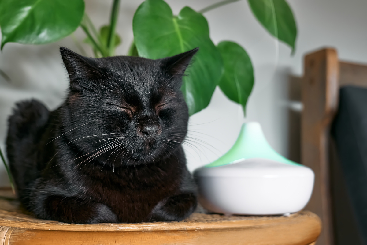 répulsifs pour chat