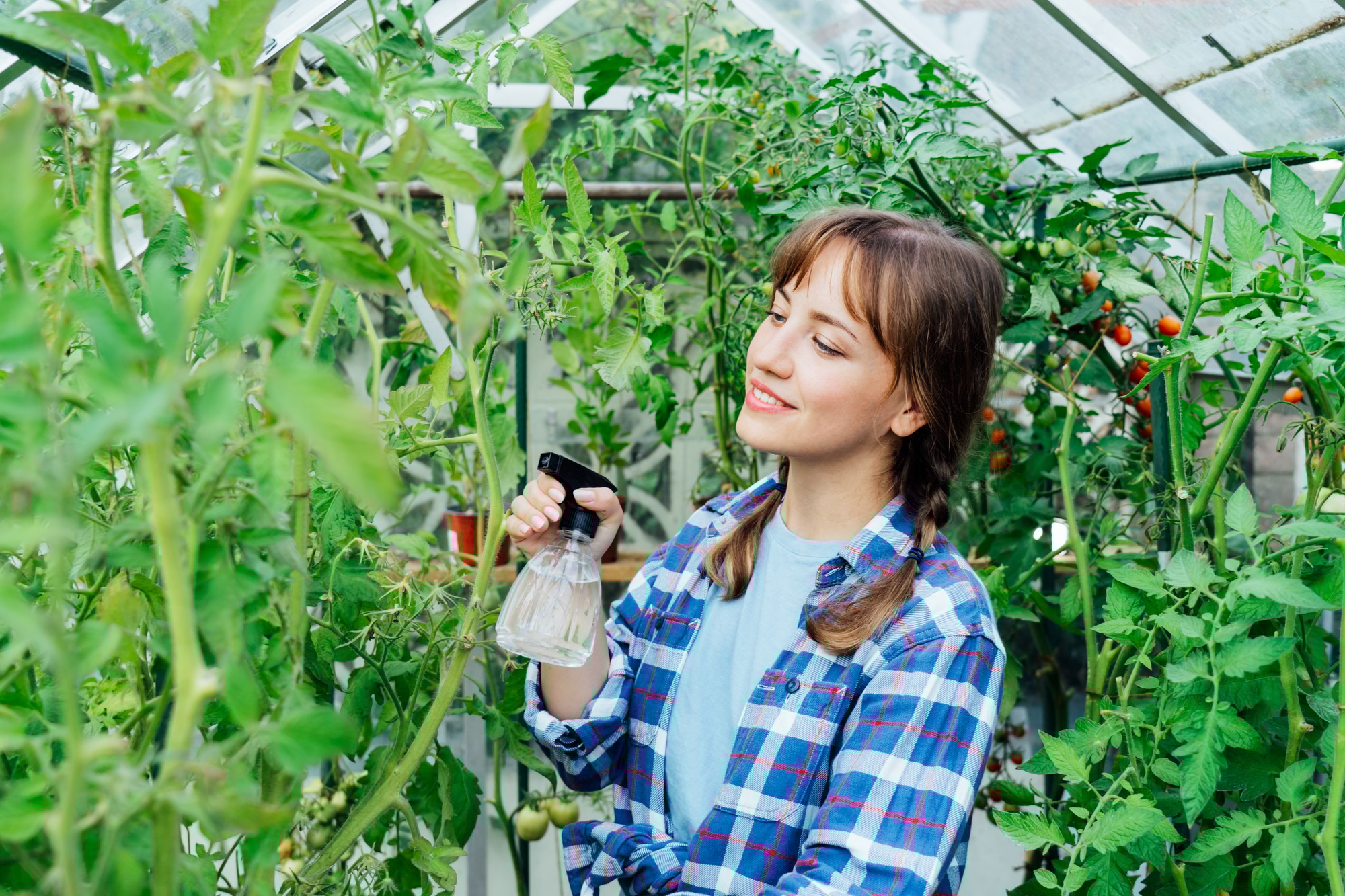 Young woman spraying nature fertilizer, mature to a tomato in the greenhouse. Organic food growing