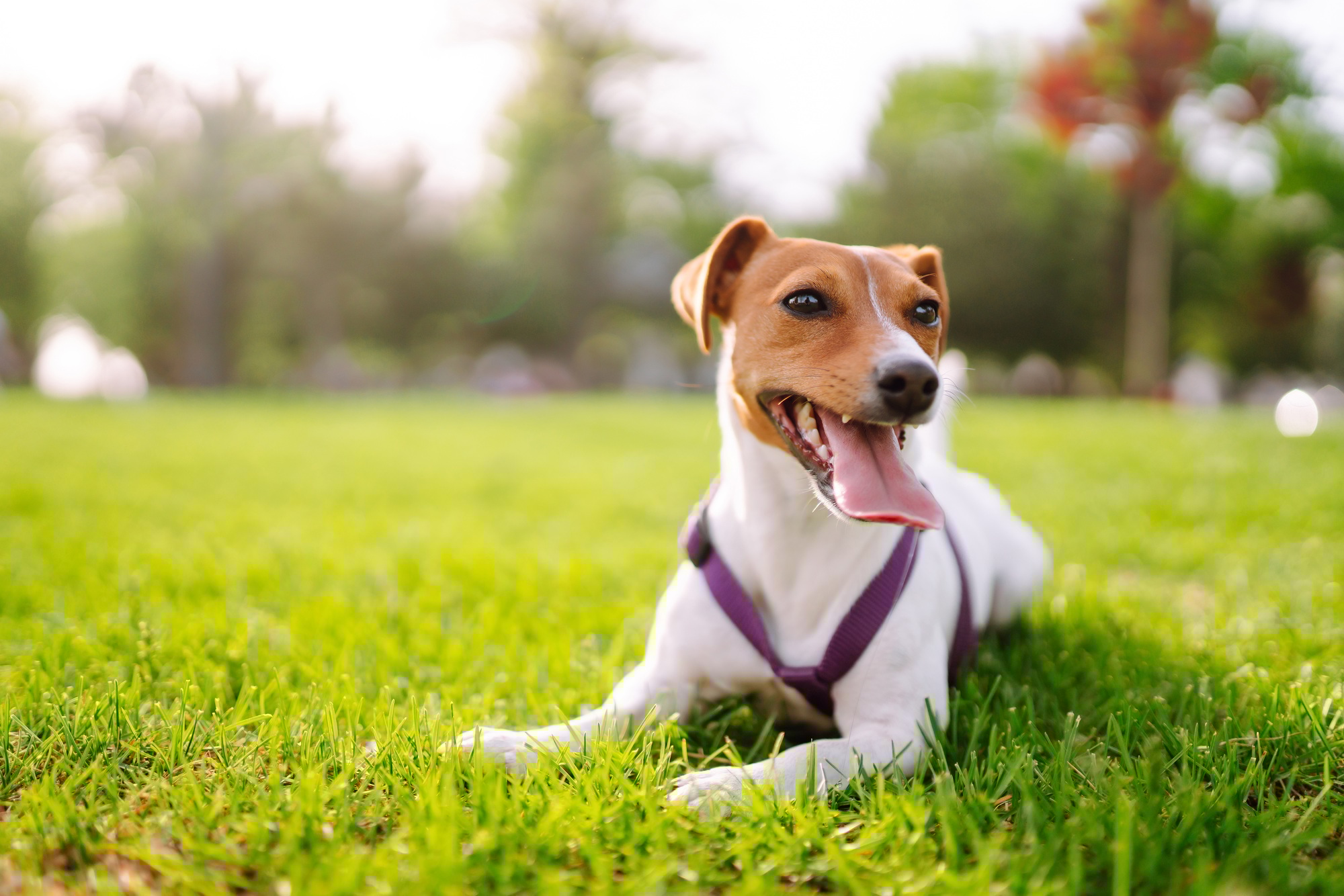 répulsifs pour chien