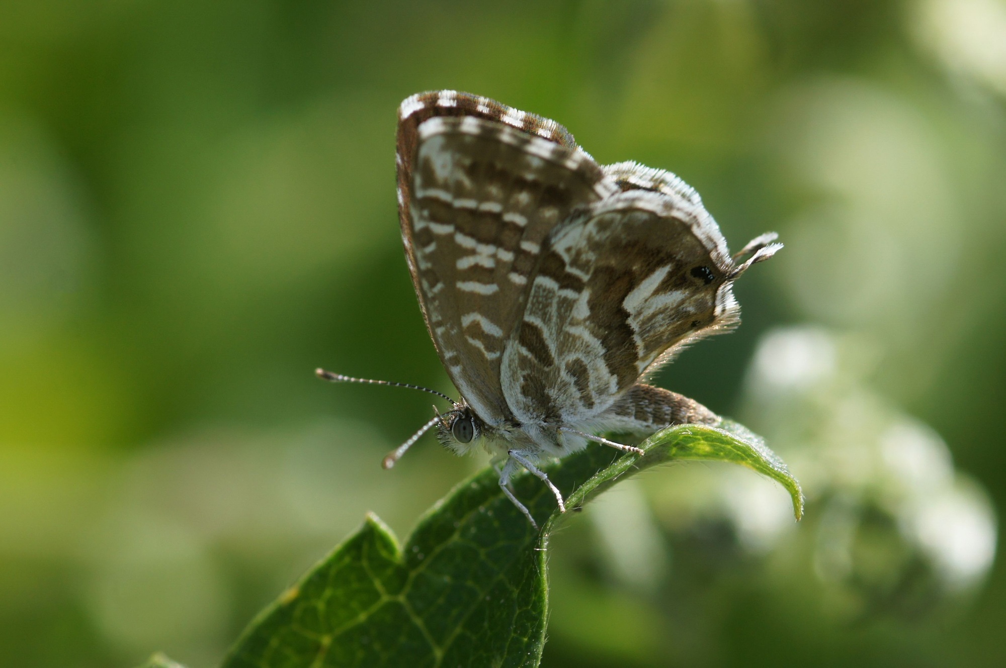 éliminer le papillon du géranium