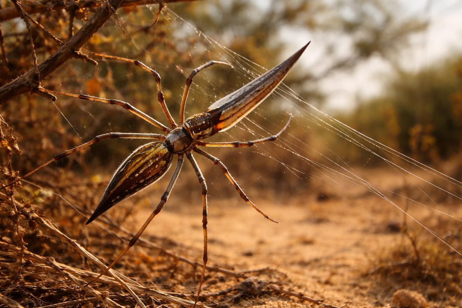 explorez le monde fascinant de l'araignée couteau au mali, ses caractéristiques uniques et ses comportements étonnants dans son habitat naturel.