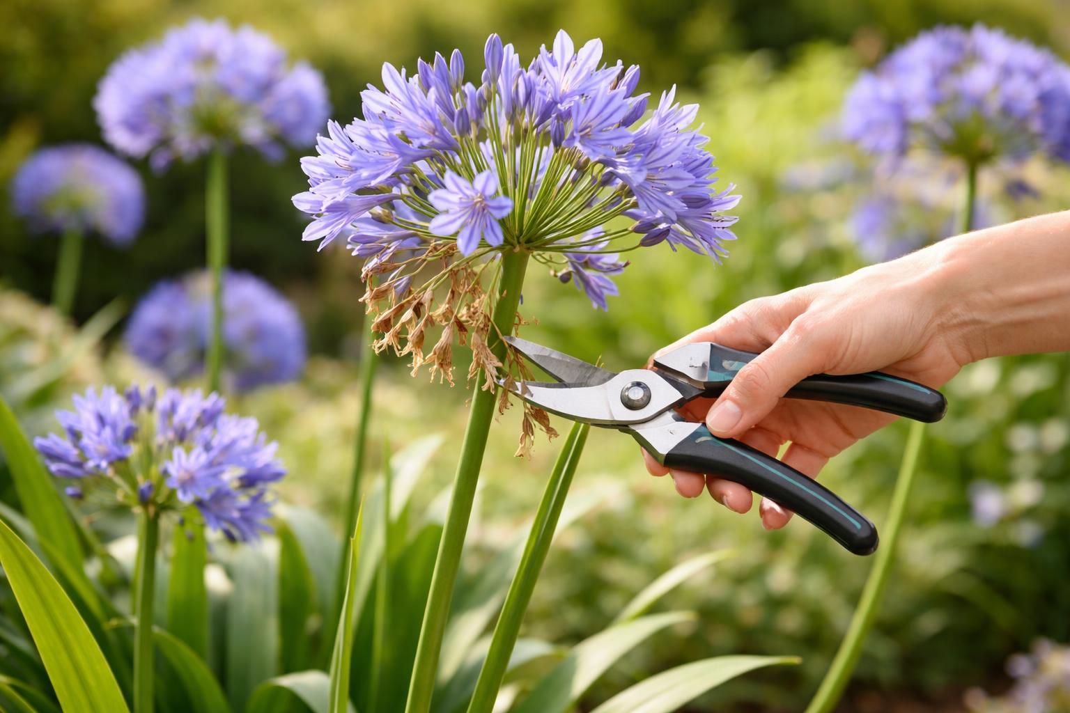 découvrez pourquoi il est essentiel de couper les fleurs fanées des agapanthes pour favoriser leur beauté et leur floraison tout au long de la saison.