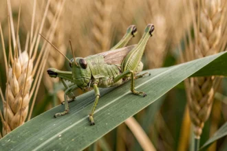 Criquet vert posé sur une feuille de blé dans un champ, gros plan macro montrant les détails de son exosquelette et ses pattes