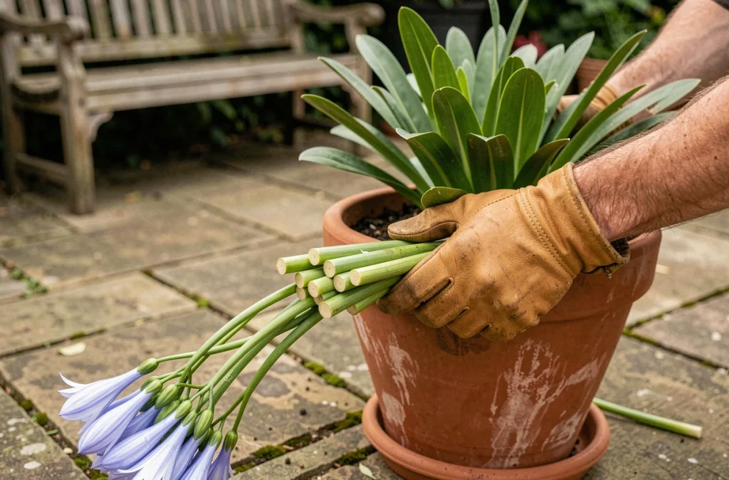 Mains gantées tenant des tiges coupées d'agapanthe à côté d'un pot en terre cuite sur une terrasse en pierre en hiver